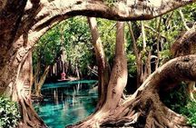 Kikuletwa Hot springs day trip