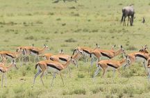 Olpejeta, Lake Naivasha, Masai Mara 5 Days Private Kenya Jeep tour
