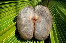 Full Day Discovery Tour of Vallee de Mai and Anse Lazio on Praslin Island