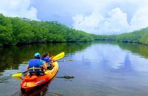 Mangroves and Manatees - Guided Kayak Eco Tour