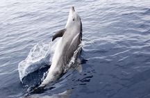 Panama City Beach Dolphin Sightseeing Sail