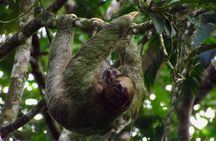 Sloths Watching Tour through Sloth's Territory