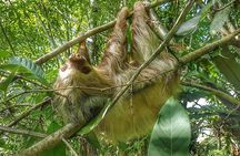 Sloths Watching Tour through Sloth's Territory