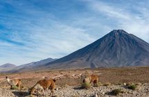 Puna Salt Flats - Full Day Tour - San Pedro de Atacama - Must Visit