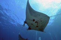 Nusa Penida Day Trip for 3 dives