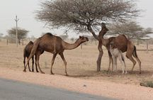 6 Days Golden Triangle Tour with Pushkar from Delhi
