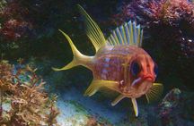 Snorkel at El Farito - The Lighthouse Reservation