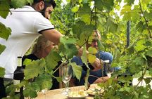 Full-Day Wine Tasting Tour to Kakheti with Lunch from Tbilisi
