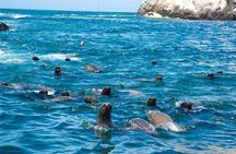 Swimming With Sea Lions At Palomino Island