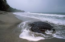 Matura Beach Turtle-Watching Experience