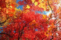 Smoky Mountain Guided Scenic High Van Tour