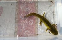 Axolotl Tour from CDMX