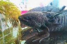 Axolotl Tour from CDMX