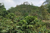 Coffee tour