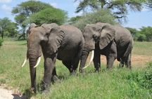 Arusha National Park 4 Days