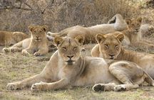 Big 5 Safari Experience at Pilanesberg National Park