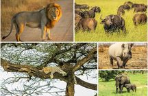 Big 5 Safari Experience at Pilanesberg National Park