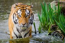 4 Day Golden Triangle with Ranthambore Tiger Safari Tour from Delhi