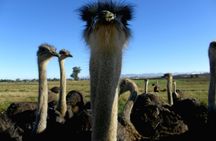 Cape of Good Hope, Cape Point & Penguins Private customizable Full Day Tour