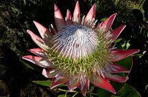 Cape of Good Hope, Cape Point & Penguins Private customizable Full Day Tour