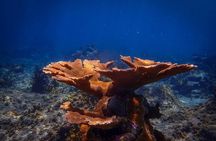 Klein Bonaire Marine Park Snorkeling Excursion