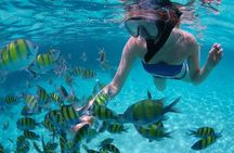 Guided by Divemaster, Cabo San Lucas short Snorkeling Tour MANTA 