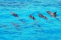 Dolphin house