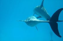 Dolphin house