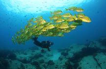 Beginner Scuba Diving in Cabo San Lucas