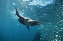 2 Tank Tour in Cabo San Lucas Reserve, Certified Divers with MANTA