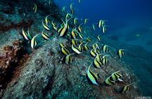 2 Tank Tour in Cabo San Lucas Reserve, Certified Divers with MANTA