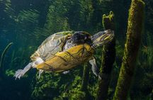 Cenotes snorkeling excursion 