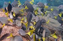 2 Tank Combo Cabo Reserve & Corridor, certified divers with MANTA