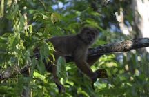Monkey island and canopy bridge