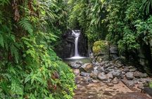 V.I.P North Caribbean deep forest Tour -The Green Martinique