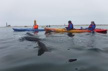 Pelican Point Kayaking Half-Day Tour