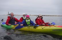 Pelican Point Kayaking Half-Day Tour