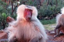 2 Days Wildlife Safari to Awash National Park 