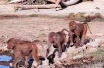 2 Days Wildlife Safari to Awash National Park 