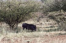 2 Days Wildlife Safari to Awash National Park 