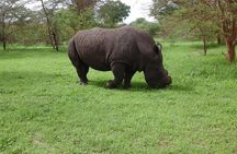 Experience Dakar-Goree-Pink Lake-Safari tour in 2 days