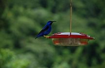 Half Day Rainforest Tour in Tobago