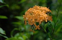 Half Day Rainforest Tour in Tobago