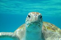 Snorkeling Tour (with Light Refreshments)