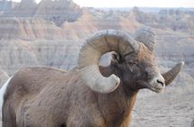 Private Tour of the Badlands with Local Experts