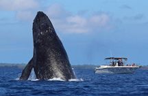 The Best 8 am 1.5 Hour Whale Watching Tour