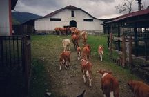 Queveri Horseback Riding Tours