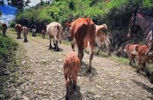 Queveri Horseback Riding Tours