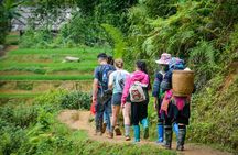 Trekking Through Rice Terraced Fields - 1Day​