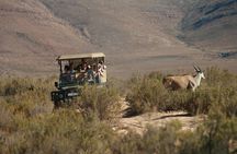 Cape Town Shore Excursion: Big Five Game Reserve from Cape Town